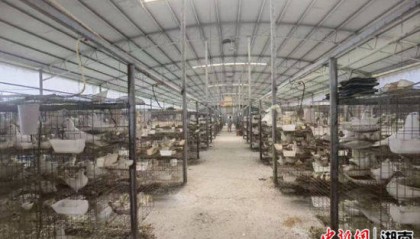 湖南江永发展鸽子产业振兴乡村