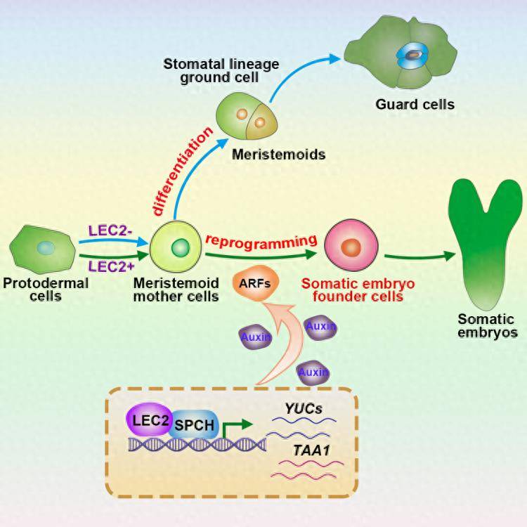 科研新突破！我国科学家破解植物细胞全能性世纪难题