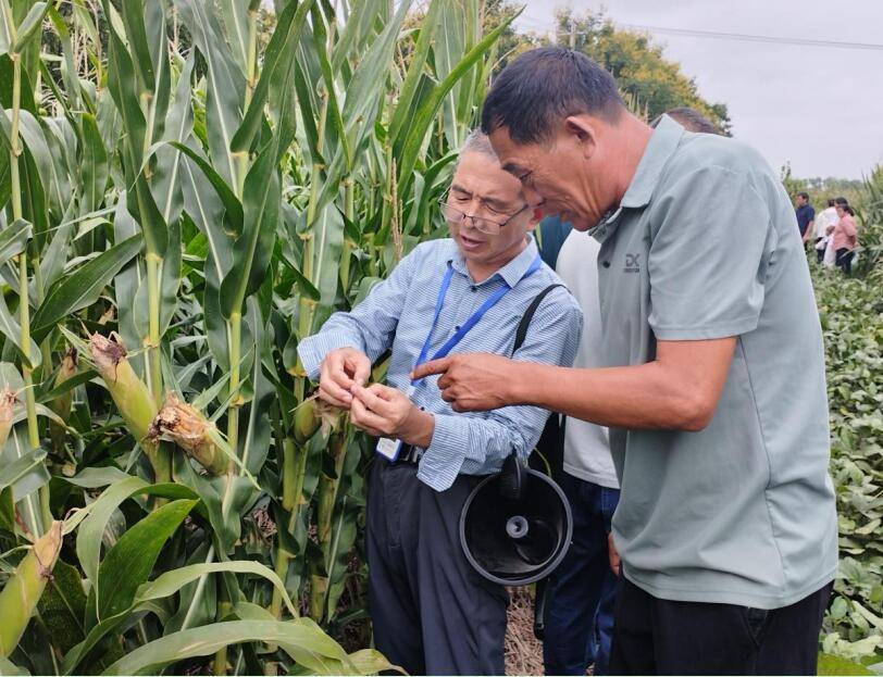安徽濉溪：新质生产力赋能玉米产业 激活农业发展新动能